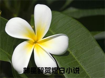林星辞贺煜白最新章节在线阅读-林星辞贺煜白全文小说