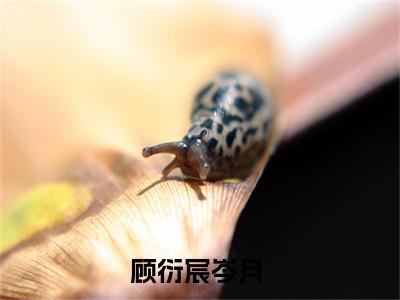 顾衍宸岑月小说免费大结局顾衍宸岑月里全文免费阅读