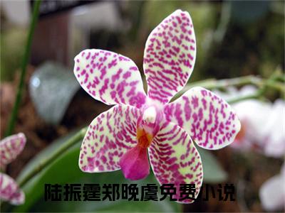 陆振霆郑晚虞（爱你十分泪七分）全文免费阅读无弹窗大结局_（爱你十分泪七分）免费阅读无弹窗最新章节列表