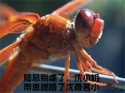 陆总别虐了，沈小姐带崽跑路了沈薇茗(陆总别虐了，沈小姐带崽跑路了沈薇茗)全文免费阅读无弹窗大结局_陆总别虐了，沈小姐带崽跑路了沈薇茗免费试读阅读全文无弹窗_