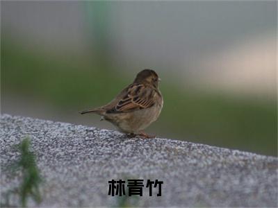 成为首富，从绑定签到红包开始（林青竹）全文完整版免费阅读_成为首富，从绑定签到红包开始最新章节列表_笔趣阁（林青竹）