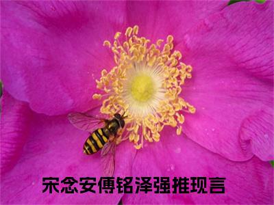 主角为宋念安傅铭泽的小说叫什么-最新小说全文阅读