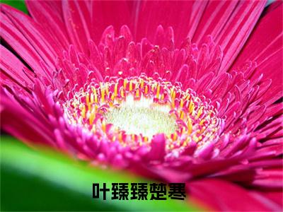 叶臻臻楚寒小说免费(叶臻臻楚寒)全文免费阅读无弹窗-叶臻臻楚寒小说全文免费阅读最新章节列表_笔趣阁
