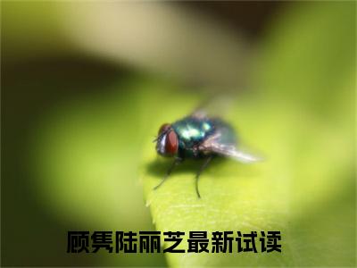 顾隽陆丽芝（顾隽陆丽芝）全文在线阅读无弹窗大结局_（顾隽陆丽芝全文在线阅读无弹窗）顾隽陆丽芝最新章节列表_笔趣阁（顾隽陆丽芝）
