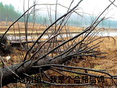 苏韵盛云修（盛总别怕，我是个合格后妈）最新小说全文阅读-热点小说苏韵盛云修（盛总别怕，我是个合格后妈）最新章节免费阅读