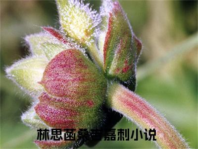 林思菡桑吉嘉刺经典小说无广告小说免费阅读 林思菡桑吉嘉刺全章节免费阅读