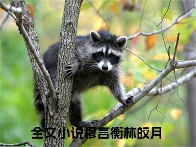 穆言衡林皎月免费阅读大结局无弹窗-小说推荐穆言衡林皎月精彩章节在线阅读