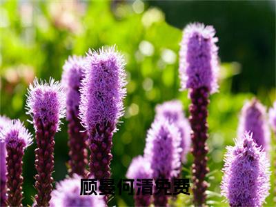 顾晏何清全文免费阅读无弹窗大结局-顾晏何清在线阅读