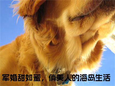军婚甜如蜜，俏美人的海岛生活（沈凌阳陆婷）全文免费阅读_军婚甜如蜜，俏美人的海岛生活（沈凌阳陆婷）最新章节小说免费阅读