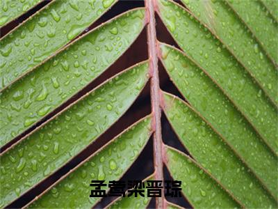 小说（今港雾浓）孟莺梁晋琮全文阅读-今港雾浓（孟莺梁晋琮）老书虫书荒推荐热点小说