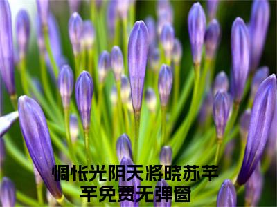 惆怅光阴天将晓苏芊芊完整版最新小说大结局-惆怅光阴天将晓苏芊芊最新章节免费阅读