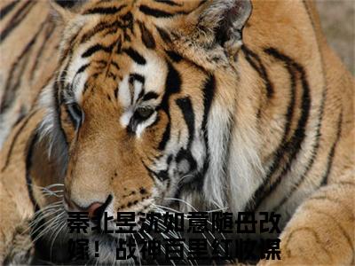 随母改嫁！战神百里红妆谋娶我！（秦北昱沈如意）全文免费阅读无弹窗大结局_随母改嫁！战神百里红妆谋娶我！热门小说最新章节阅读