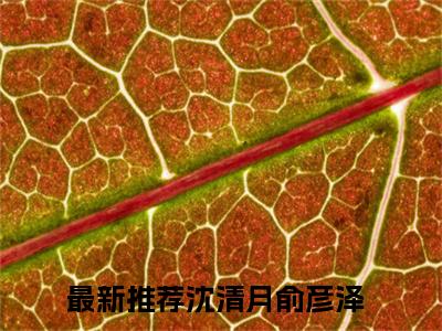 沈清月俞彦泽小说完整版在线阅读 沈清月俞彦泽精选小说推荐试读