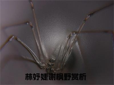 林妤婕谢枫野全文免费（哥哥，祝你幸福）全文免费阅读无弹窗大结局_（林妤婕谢枫野全文免费）