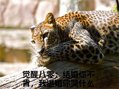 小说（觉醒八零：结婚你不肯，我逃婚你哭什么）梁婉秋全文免费阅读无弹窗-梁婉秋小说全文在线赏析（今日更新最新章节）