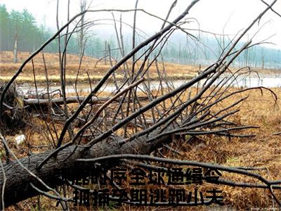 全球通缉令，抓捕孕期逃跑小夫人（颜鹿时序）全文在线阅读无弹窗大结局_全球通缉令，抓捕孕期逃跑小夫人精选免费小说大结局阅读_颜鹿时序