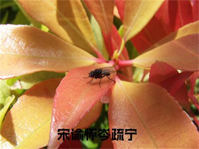 抖音新上热文宋谕怀岑疏宁-抖音热推小说无弹窗阅读