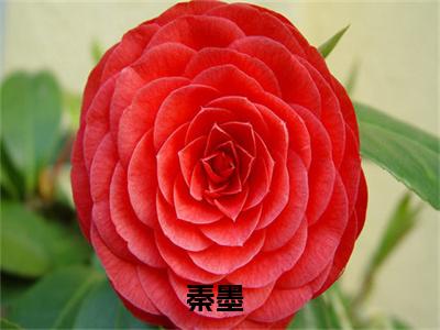 影世新象全本资源（秦墨）全文免费阅读无弹窗大结局_秦墨最新章节列表（影世新象）