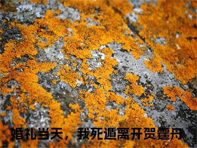 婚礼当天，我死遁离开贺霆舟（婚礼当天，我死遁离开贺霆舟）全文免费阅读_婚礼当天，我死遁离开贺霆舟最新章节列表言情小说在线阅读
