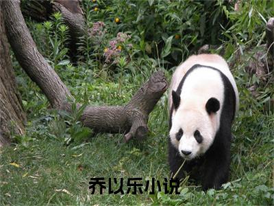 翻窗作案：隐婚总裁放肆宠小说在线阅读（乔以乐）全文免费阅读大结局_翻窗作案：隐婚总裁放肆宠最新章节列表笔趣阁