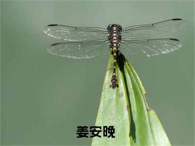 情终缘灭，正主尚在青青草原（姜安晚）全文免费阅读_姜安晚正版小说全文阅读