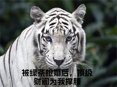 被绿茶抢婚后，顶级财阀为我撑腰的小说全文免费阅读无弹窗，江晚苏盛临的小说在线免费阅读大结局（江晚苏盛临）