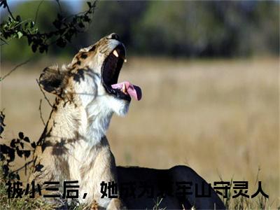 被小三后，她成为哀牢山守灵人（辛珑霍云青）全文完整版免费阅读_辛珑霍云青（被小三后，她成为哀牢山守灵人全文免费阅读）最新章节列表