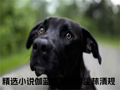 主角是伽蓝如梦情如尘林清规的小说叫什么名字-伽蓝如梦情如尘林清规小说全文免费阅读
