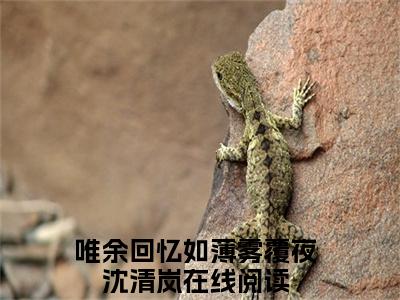唯余回忆如薄雾覆夜沈清岚小说全文（唯余回忆如薄雾覆夜沈清岚）完整版阅读-唯余回忆如薄雾覆夜沈清岚小说全文无删减版
