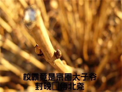独家封晚媞傅北尧小说小说大结局（校霸竟是京圈太子爷）全篇在线下载阅读