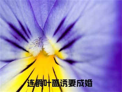 连爵叶蔷（诱妻成婚）全文免费阅读无弹窗_连爵叶蔷（诱妻成婚）全文阅读-笔趣阁