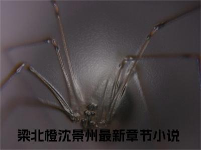 梁北橙沈景州小说(梁北橙沈景州)最近更新（梁北橙沈景州）整本无套路阅读