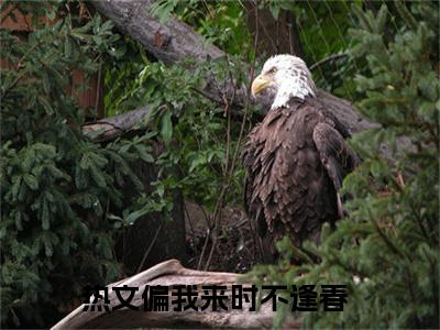 偏我来时不逢春（迟非晚宋径云）全文免费阅读无弹窗大结局_（偏我来时不逢春免费阅读）迟非晚宋径云无弹窗最新章节列表