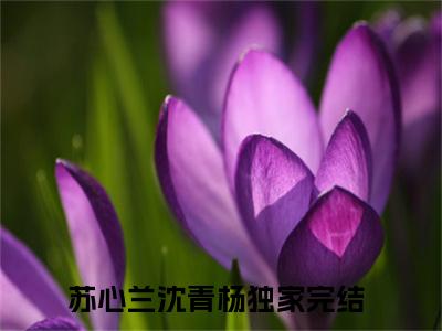 最是难渡红尘劫（苏心兰沈青杨：全文+后续+完结）全文阅读无弹窗结局_(最是难渡红尘劫：苏心兰沈青杨全文+后续+完结阅读全文结局)