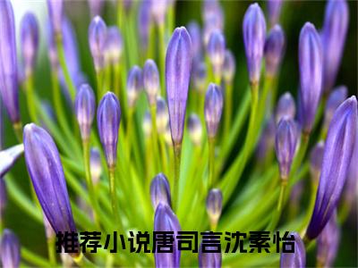 漫天星辰不及你免费最新章节列表_唐司言沈素怡免费全文免费阅读