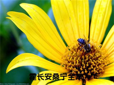 (番外)+(全文)霍长安桑宁：全本+番外+后续小说免费下载阅读_(霍长安桑宁)霍长安桑宁：全本+番外+后续最新章节列表_笔趣阁（霍长安桑宁）