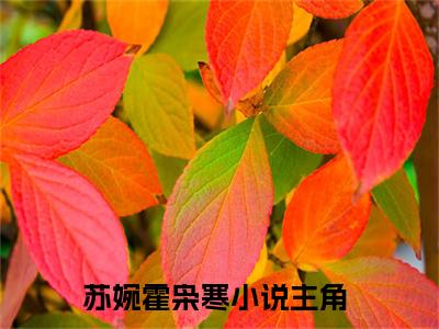 （八零娇女一撒娇，高冷军少领证了）八零娇女一撒娇，高冷军少领证了小说(苏婉霍枭寒)小说全集速览无广告高口碑小说