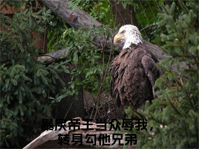 楚婳祎君烬渊暴戾帝王当众辱我，转身勾他兄弟彩蛋完整在线阅读（暴戾帝王当众辱我，转身勾他兄弟）最近章节列表