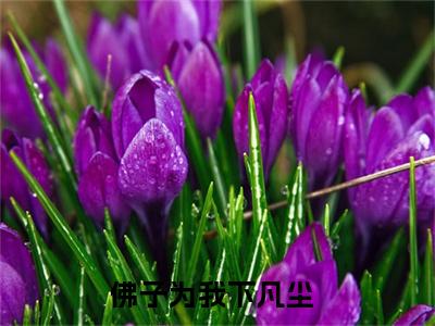 虞语萱周泠玄小说全文免费阅读无弹窗大结局_佛子为我下凡尘最新章节列表_笔趣阁