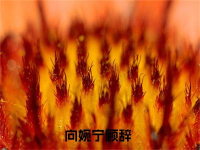 流年落尽空白首：向婉宁顾辞结局+番外（流年落尽空白首）全文免费阅读无弹窗大结局_(流年落尽空白首：向婉宁顾辞结局+番外后续大结局)流年落尽空白首最新章节列表_笔趣阁（流年落尽空白首：向婉宁顾辞结局+番外）