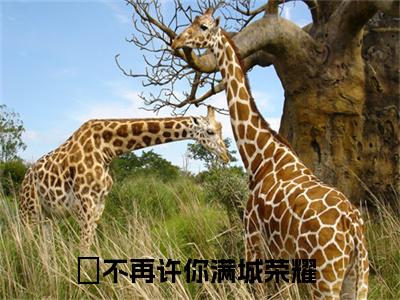 沈曜鹿希柠彩蛋完整在线阅读（不再许你满城荣耀）最近章节列表