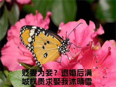 前传_笔趣阁（贬妻为妾？退婚后满城权贵求娶我沐晴雪）贬妻为妾？退婚后满城权贵求娶我沐晴雪小说(贬妻为妾？退婚后满城权贵求娶我沐晴雪)章节在线阅读