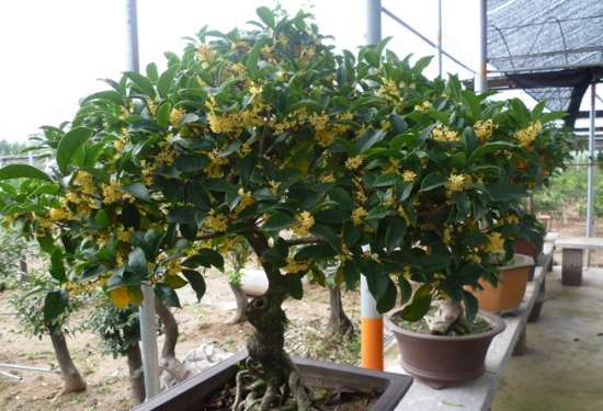 桂花的品种及图片