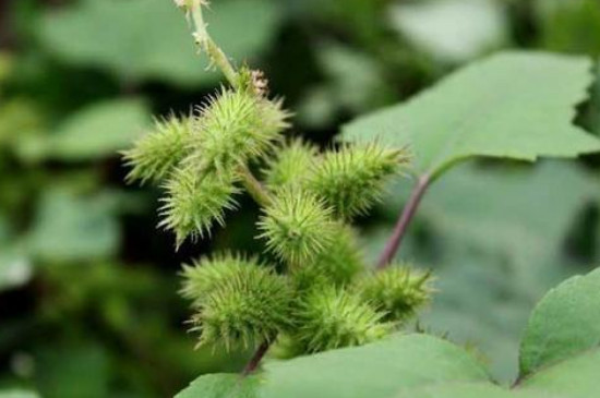 还有哪些植物传播种子的方法
