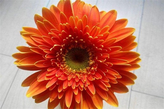 粉菊花花语是什么，粉色菊花代表什么意思
