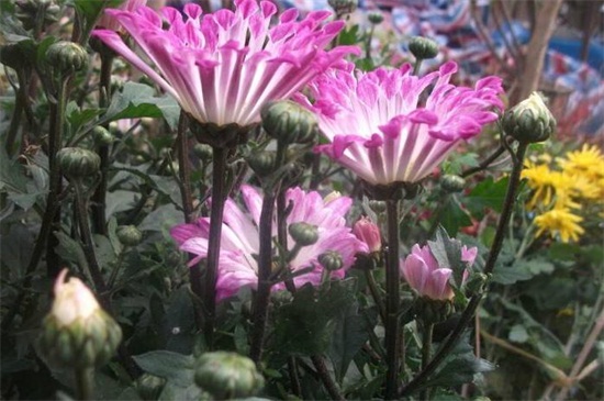 粉菊花花语是什么，粉色菊花代表什么意思