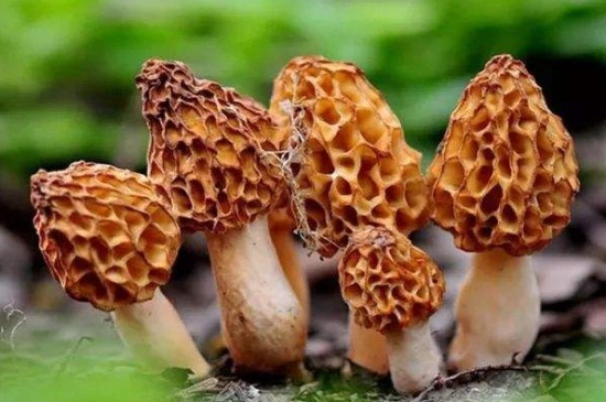 菇的种类