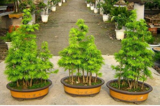 盆景金钱松的养护方法，5个技巧让金钱松枝繁叶茂