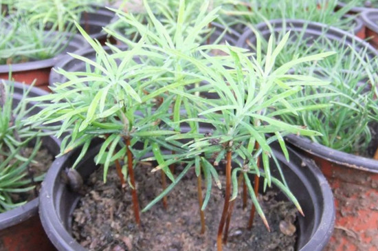 盆景金钱松的养护方法，5个技巧让金钱松枝繁叶茂
