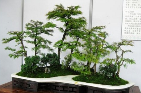 盆景金钱松的养护方法，5个技巧让金钱松枝繁叶茂